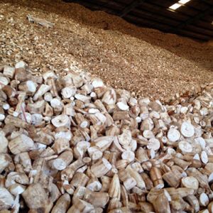 ( Combo )  10000 Kg minced cassava