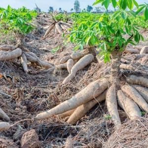 ( Combo )  50000 Kg minced cassava